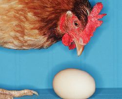 Куры как источник инфляции