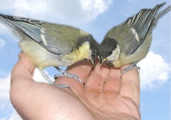 Летят перелётные птицы