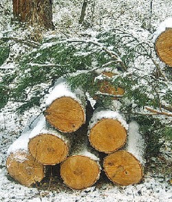 Лесорубы без билета