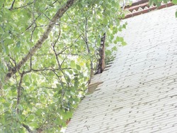 Тополь в стене