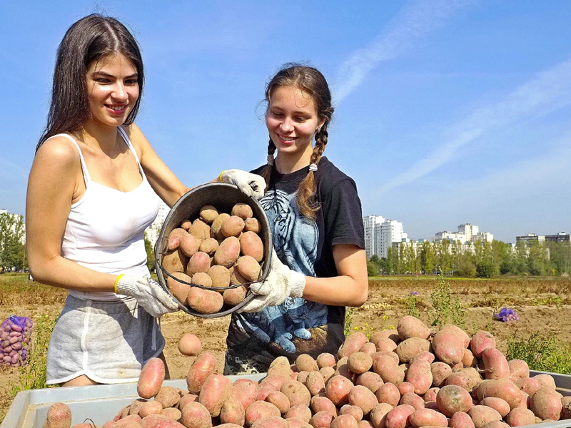 Как хранить картошку