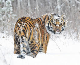 По белой тропе