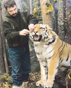 Милиционеры подарили музею тигра