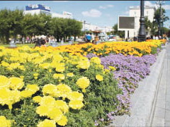 Городские цветы, навсегда завладели вы сердцем моим...