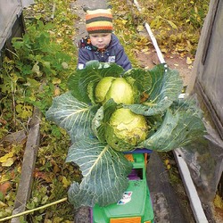 Капусты много не бывает