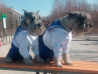 В Хабаровске открыли первую площадку для собак