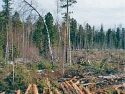 Лес: о чём пять лет никто ничего не знает