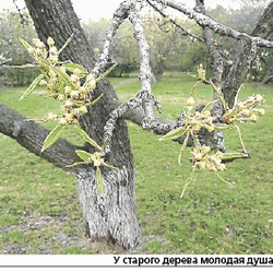 Шурановский сад расцветёт, если для него найдутся деньги