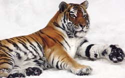 Тигры вступили в год Тигра