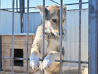 Бездомным собакам в Хабаровске обещают пожизненное содержание