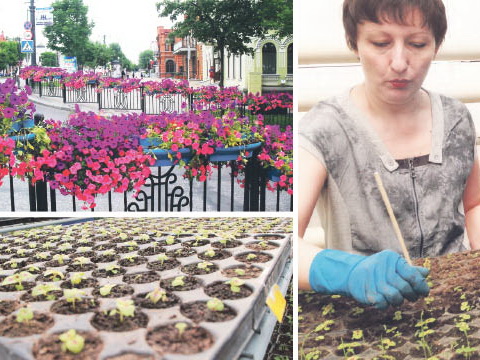 В Хабаровск весною впервые анютины глазки пришли