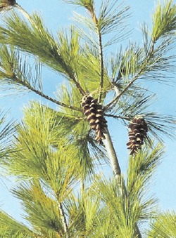 Кедр можно растить по-другому