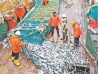 Программа развития рыбной отрасли действует