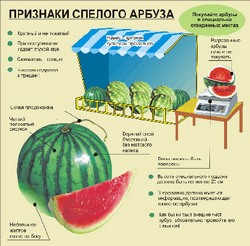 Выбираем лучший арбуз