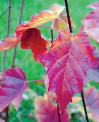 Выпал первый снег, пора сажать клёны и ясени