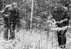 Кто собирает папоротник