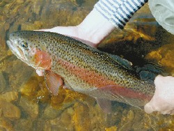 Охранник для красавицы микижи