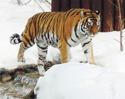 Куда уходят наши тигры