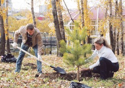 На городских прудах - сосновая аллея!