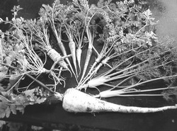 Петрушка кудрявая - доктор со стажем