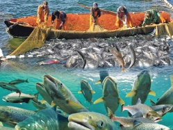 «Подводные  камни» амурской  рыбалки