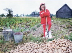 А теперь картофель нужно сохранить