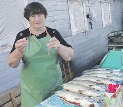 Чувствует ли кета глобальное потепление