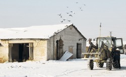 «Восточное»: коров пока кормят