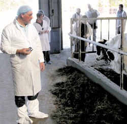 Спасут ли бурёнки-эмигрантки российское село