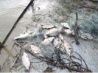 На пограничной Уссури запрещен лов рыбы