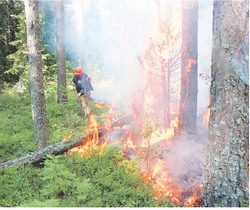 От грозы тайгу не уберечь