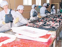 Новый цех накормит всех