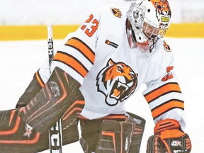 «Тигрёнок», мечтающий стать «тигром»