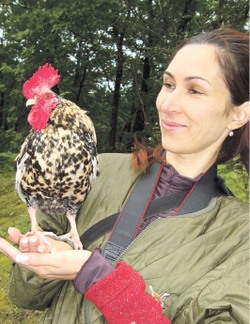 Домашний любимец - курица