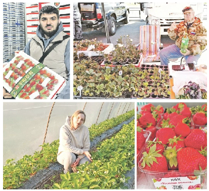 В Хабаровском крае – клубничный бум. Пока китайский, но ждём и нашу ягоду