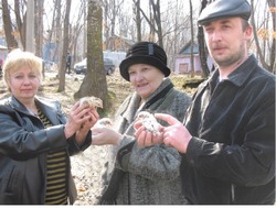 Фавероль, кохинкин, брама и другие