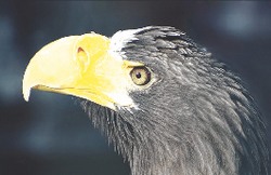 Страны объединяют... птицы