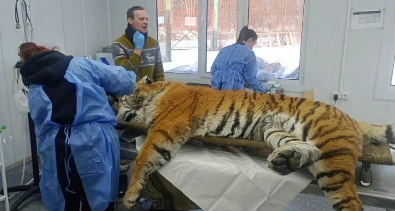 Тигры из Хабаровского края обживают Казахстан