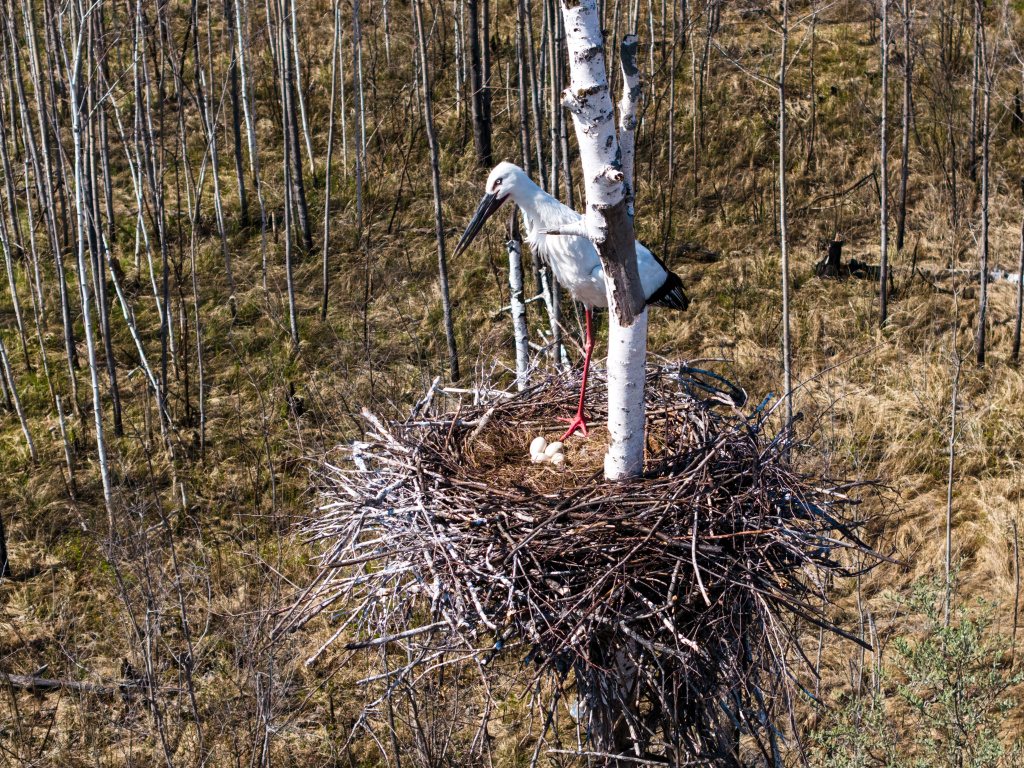 Дальневосточный аист.JPG