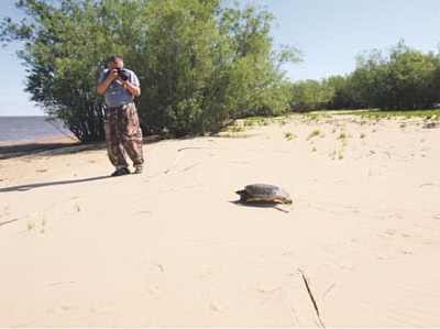 Черепаху «прописали» на озере Гасси