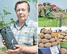 Адретта,  Коломбо…  -  от  30  до  90  рублей стоит  картофель  в  Хабаровске