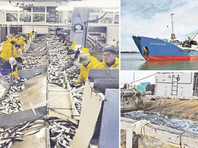 Осенью рыбаки планируют взять 13737 тонн лосося