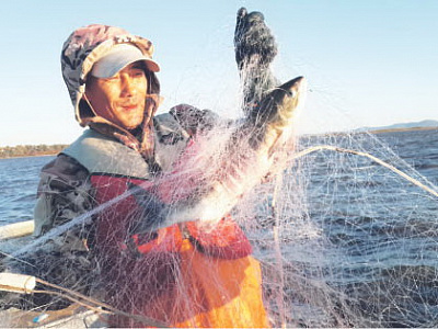 Рыбакам края можно выловить 13 тысяч тонн кеты