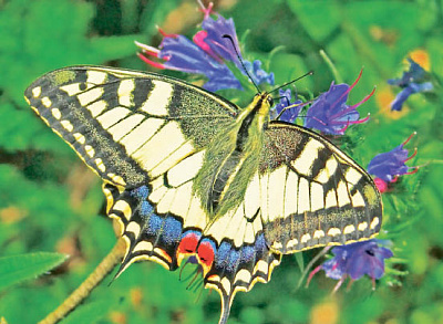 Бабочки в красочных нарядах