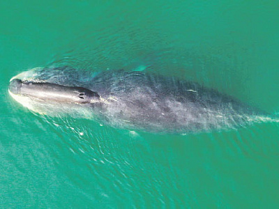 Редкого кита спасают в Охотском море