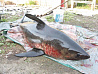 Такую акулу поймали в Приморье в 2007 г.