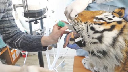 У высоких берегов Амура тигры полосатые стоят