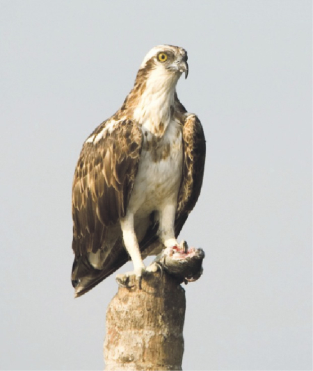 Редкая птица на наших озёрах