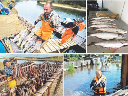 Причины неудачной путины: паводок, сети, контроль...