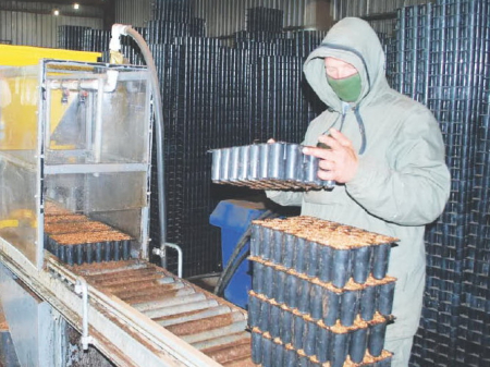 Для Хабаровского края вырастили 18 миллионов лиственниц, елей и сосен